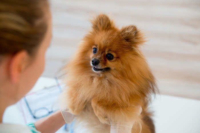 医師にかかえられる犬