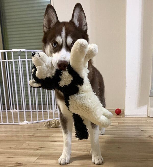 ハスキーのぬいぐるみをくわえて持ってくる大吉くん