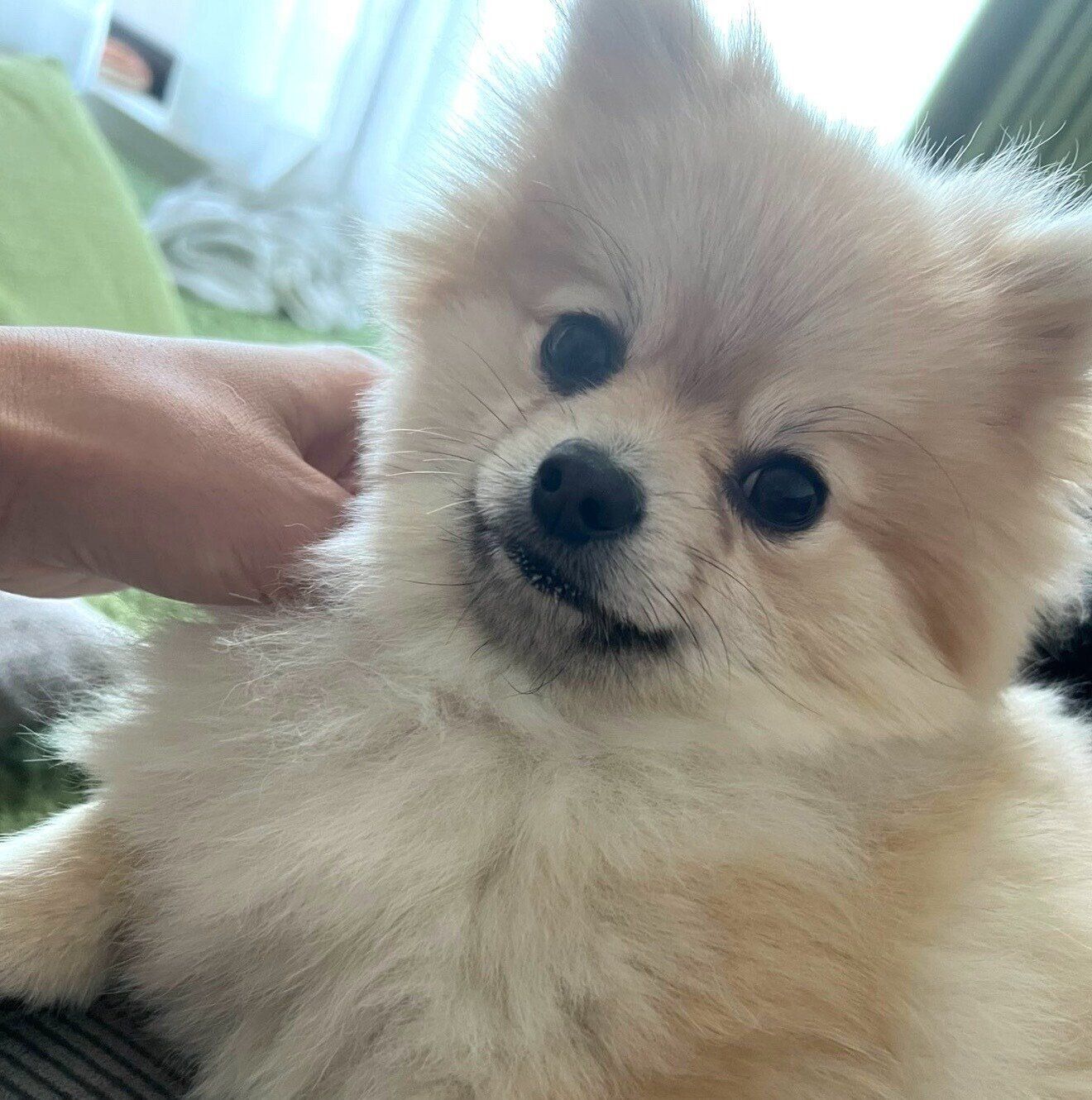 まったりするほたてくん