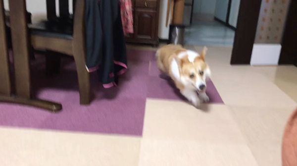 爆走するコーギー