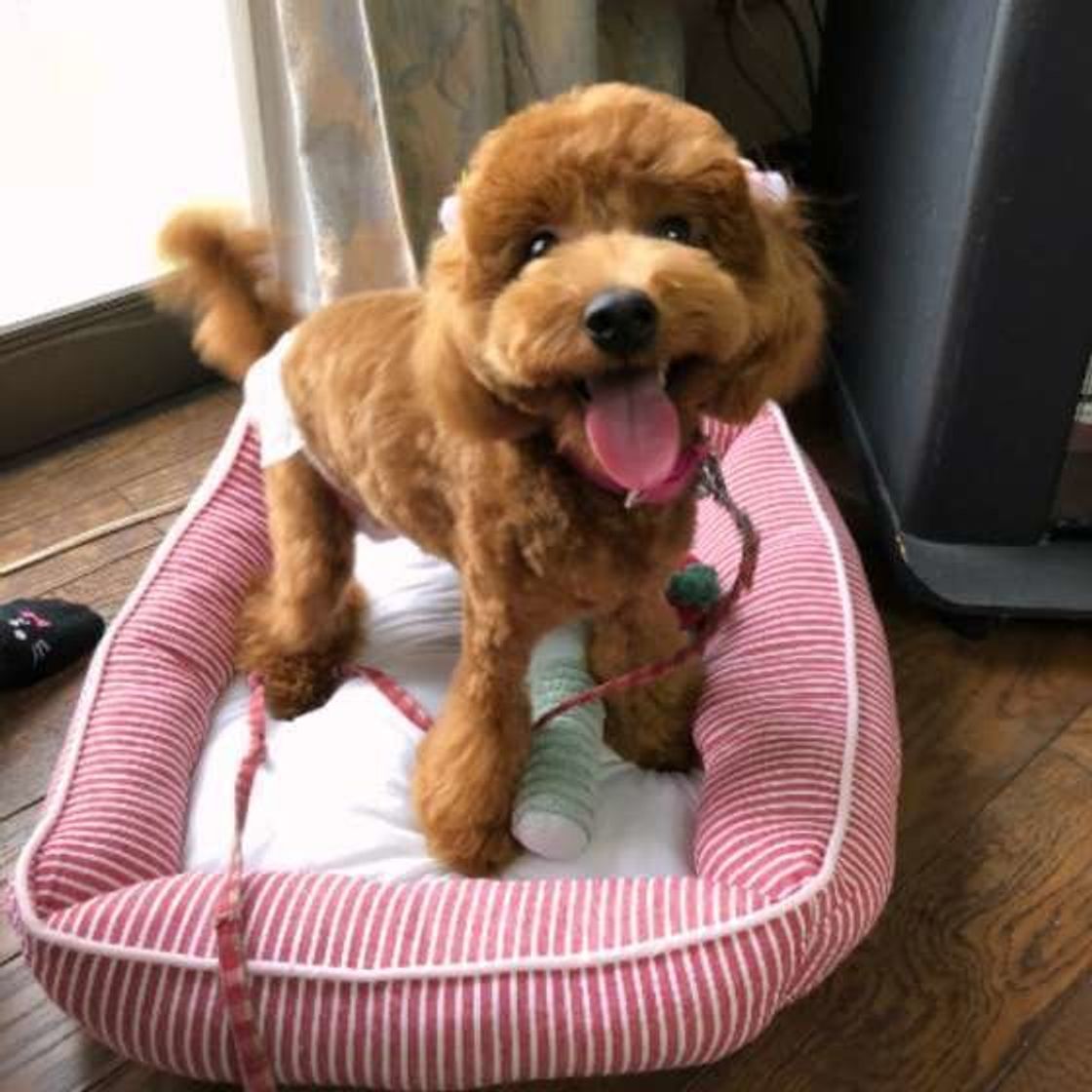 気づけたら嬉しい 犬が喜んでいるときに見せるしぐさ6つ いぬのきもちweb Magazine 気づけたら嬉しい 犬が喜んでいるときに見せるしぐさ6つ いぬのきもちweb Magazine