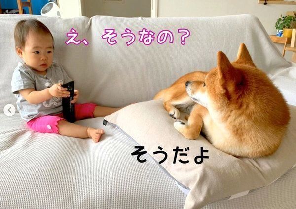 ソファでくつろぐ柴犬の花子ちゃんと女の子