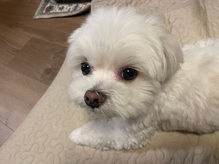 別の日の様子 ウルウルとした瞳がかわいらしいぽのちゃん