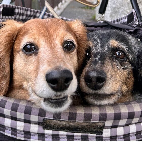 犬の軟便・下痢・粘膜便・臭い便の原因と対処法 愛犬の困ったうんちの対応は？ いぬのきもち