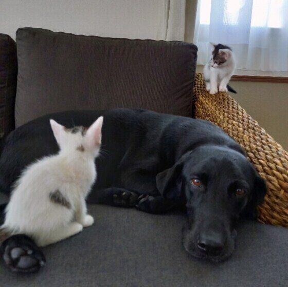 ラブラドール・レトリーバー