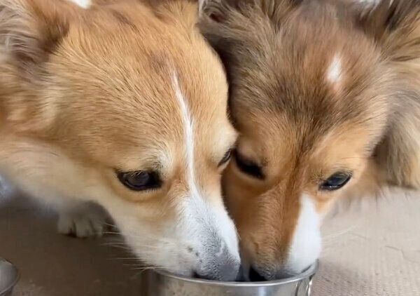 同じ器で飲むせこむちゃん、うりちゃん