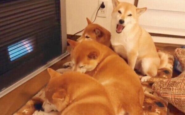 ストーブの前を占領する柴犬一家