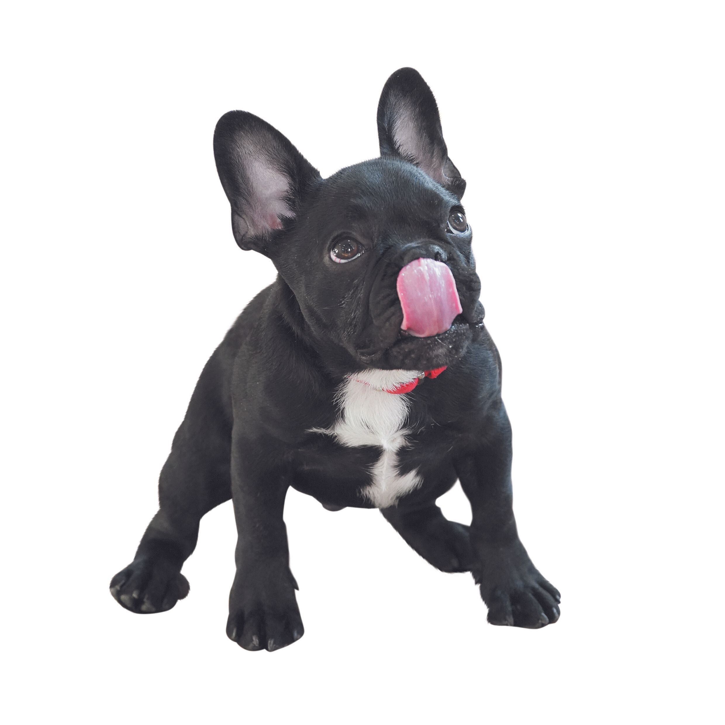 おやつは何かのごほうびとして与えましょう