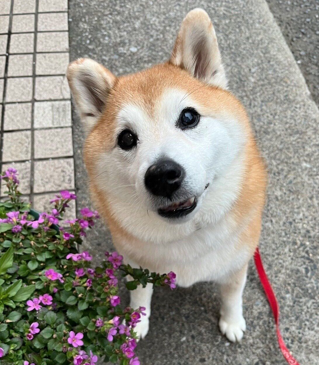 優しい表情をするまるちゃん