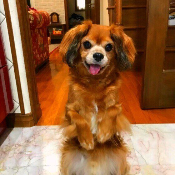 MIXのちろるくん