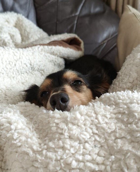 お昼寝タイムのくれあちゃん