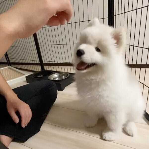 自分からオテをしてしまうエデンちゃん