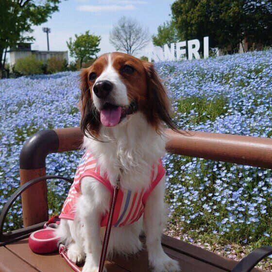 コーイケルホンディエ