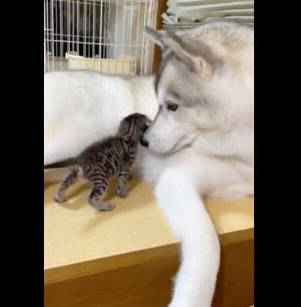 子猫を優しく見守るユキちゃん