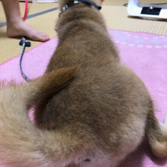 柴犬のだいずくん