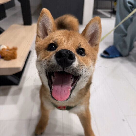 ニコニコ笑顔の柴犬 いぬのきもち