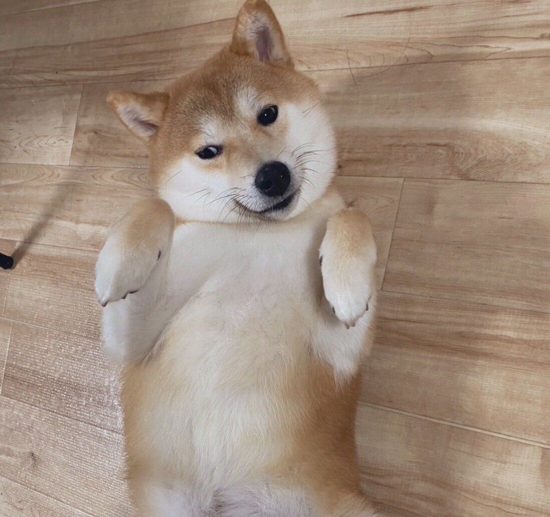 お腹なでてとアピールするコタくん