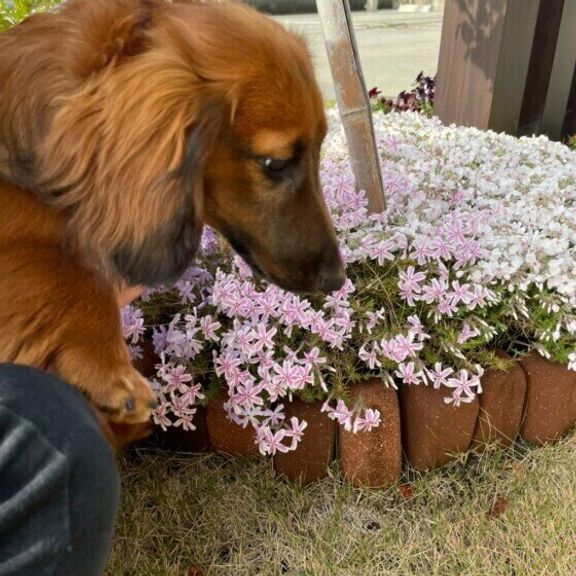 ミニチュア・ダックスフンドのCuuちゃん