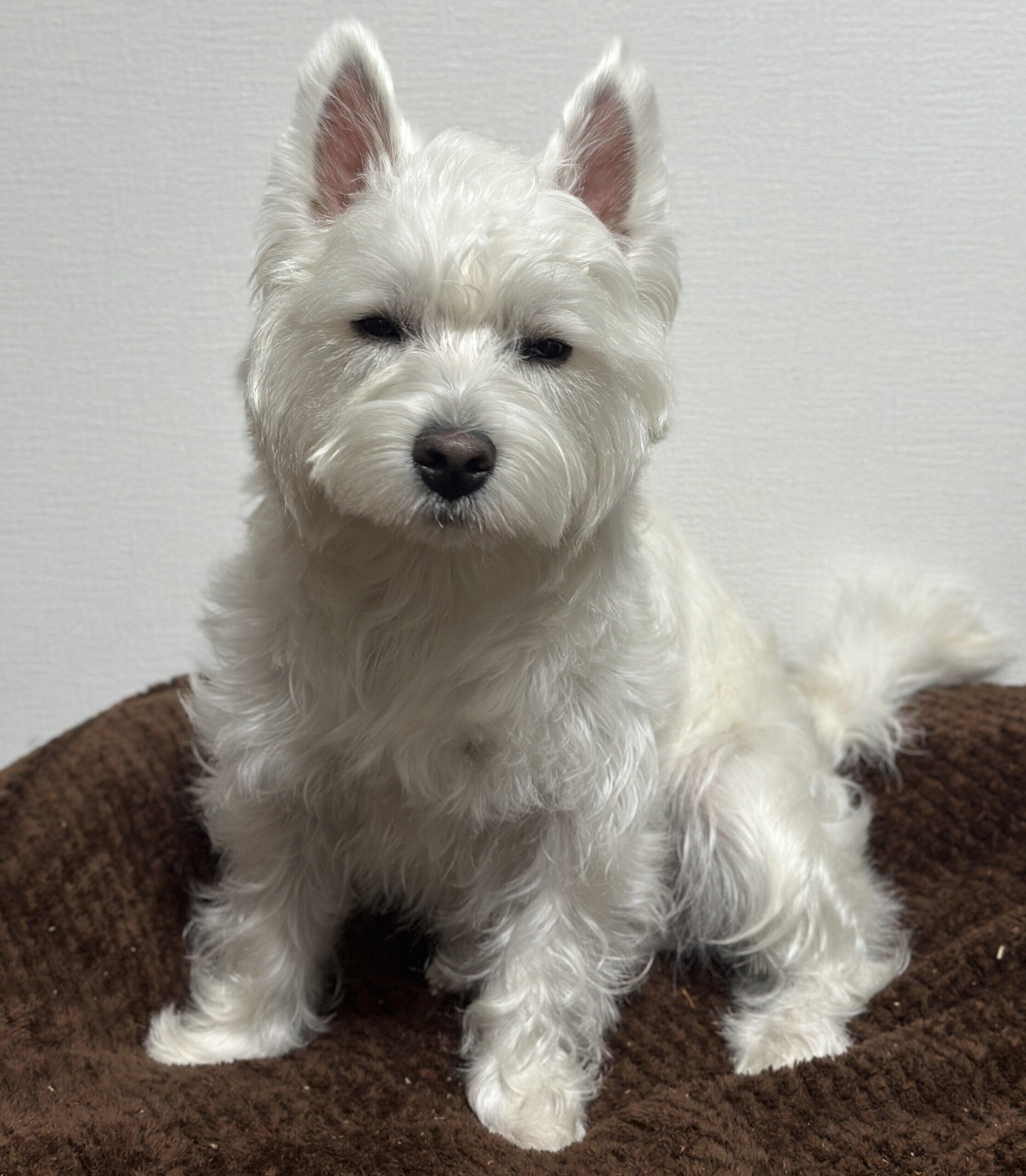 2026年3月7日時点で4,000件を超える「いいね」が寄せられたくまたろうくんの写真　「この日は特にムスッとむくれていました」と飼い主さんが