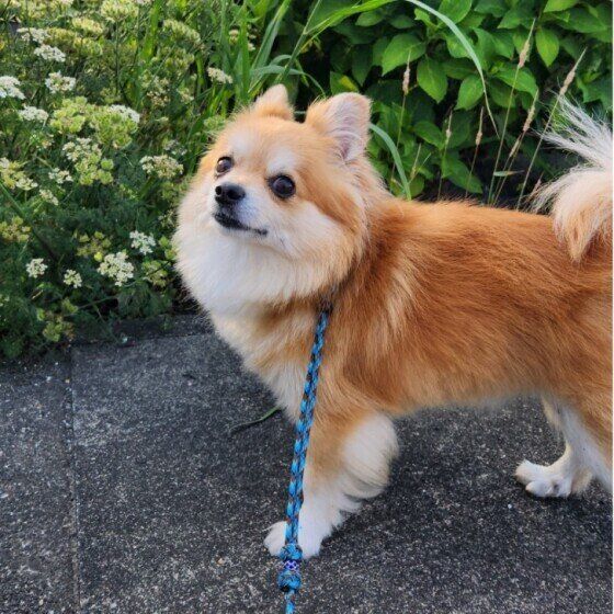 散歩を楽しむチワワ