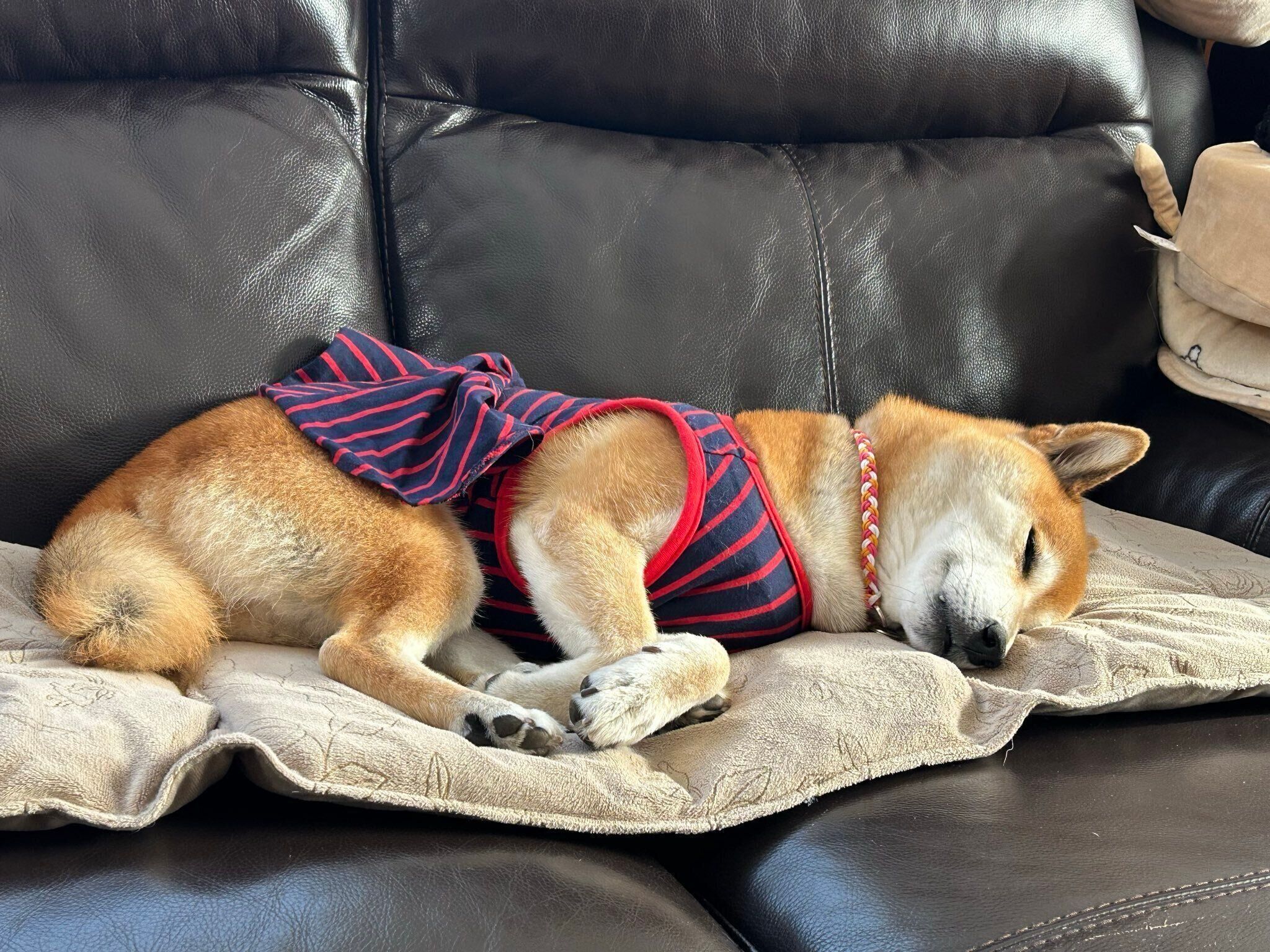 眠っている柴犬