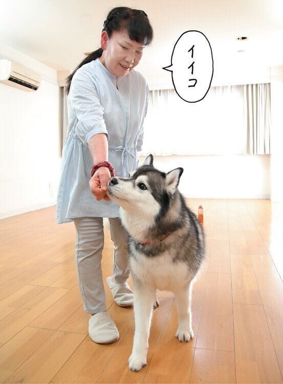 トレーニング中の犬