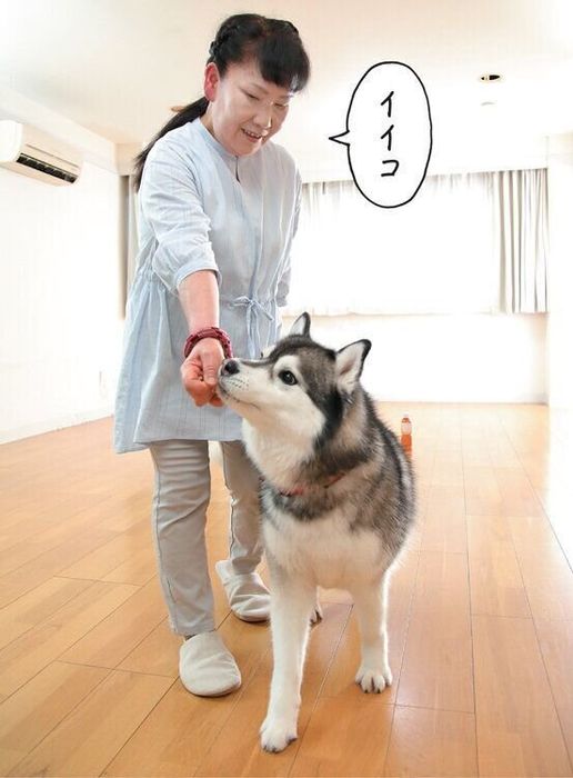 トレーニング中の犬