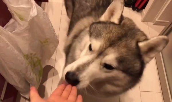 いつもと違うごはんに、我を忘れるシベリアン・ハスキー