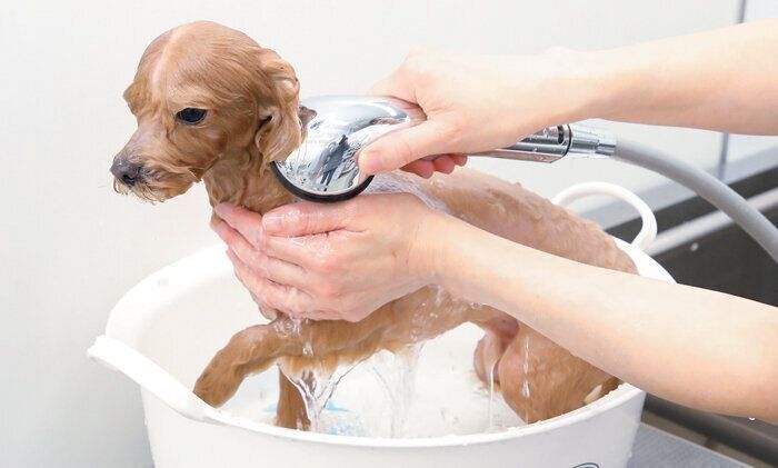 すすぎ洗いは念入りに