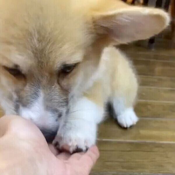 オテをするレイくん