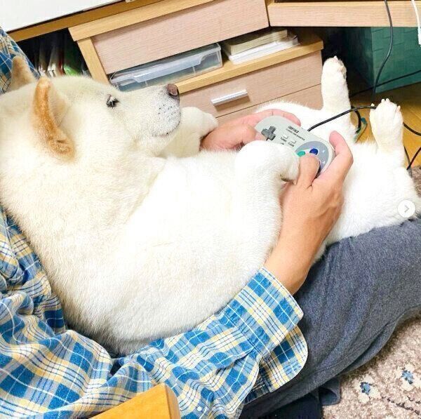 パパさんとゲームをするきなこちゃん