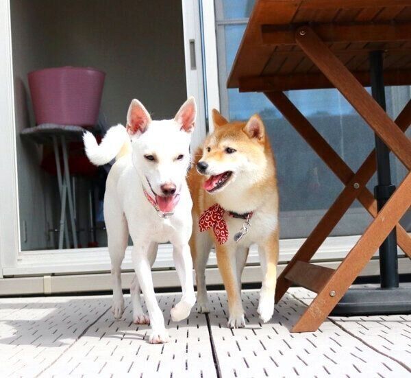 すずちゃんを見つめるハルちゃん