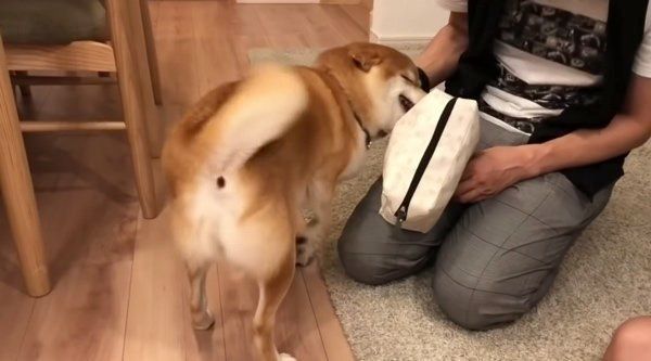 嬉しそうな柴犬