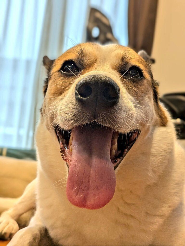 お散歩後の様子　怖がりな一面もあり、お散歩コースは車通りの少ない道を選んでいるのだとか