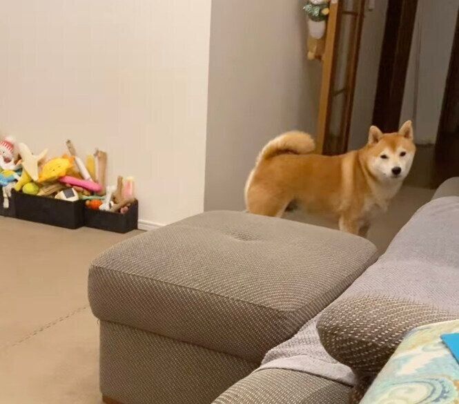 玄関に行こうとする梅助くん
