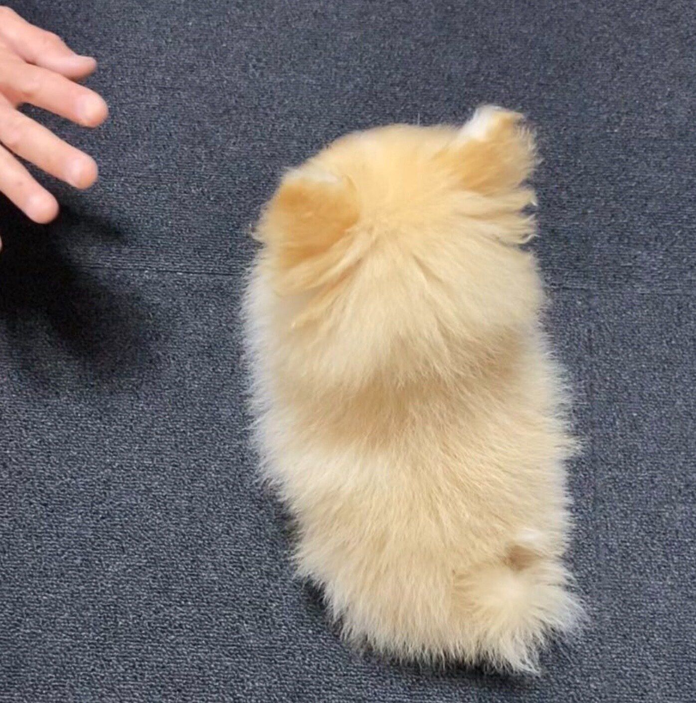 お座りをするこまめくん