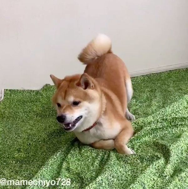 急に落ち着きを見せる豆千代くん