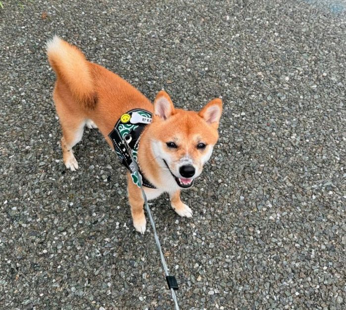 散歩を楽しむこまくん
