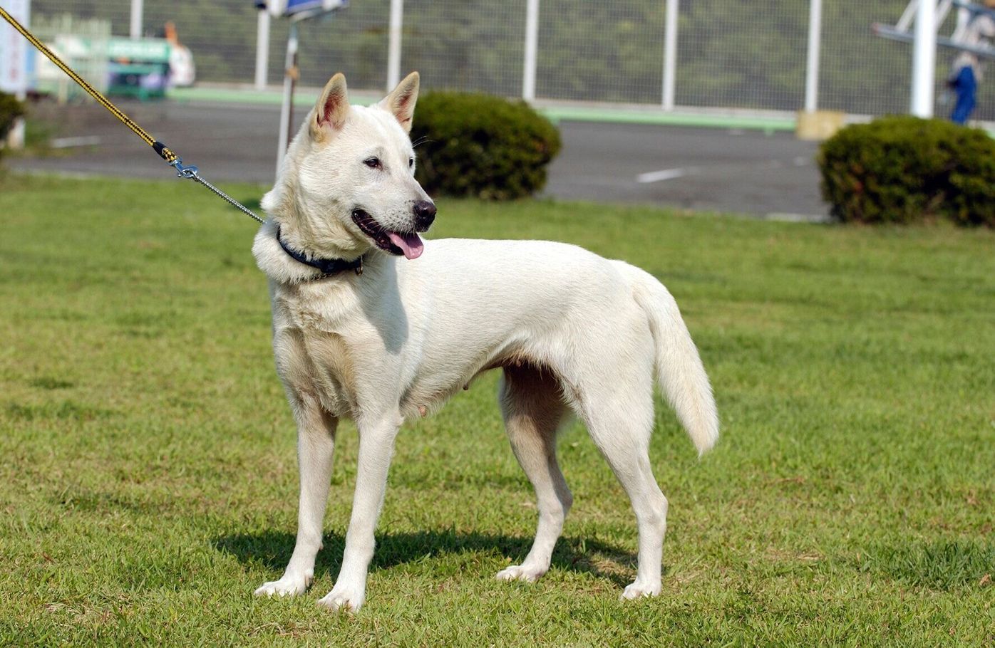 犬好きならチャレンジしてみたい 激ムズ犬種クイズ あなたは何問解ける いぬのきもちweb Magazine 犬好きならチャレンジしてみたい 激ムズ犬種クイズ あなたは何問解ける いぬのきもちweb Magazine