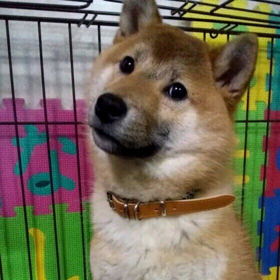 ケージの中に座り、少し首をかしげて何か言いたげにこちらを見つめる茶色の柴犬