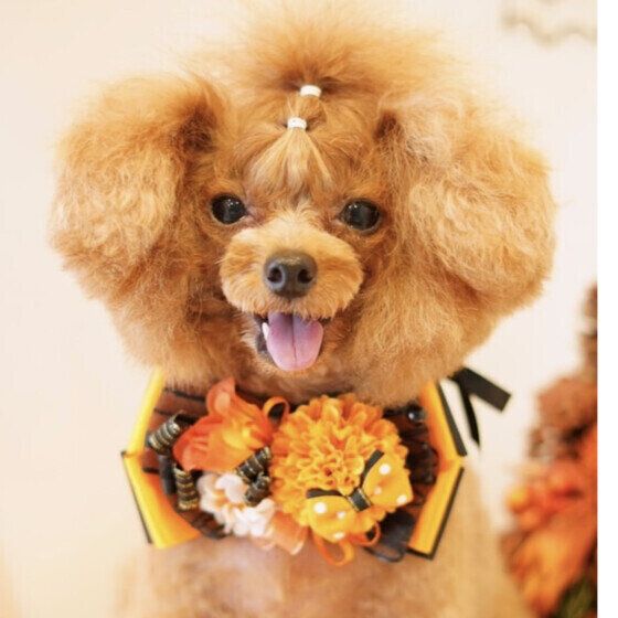 トイ・プードルのマリン(Marine)ちゃん