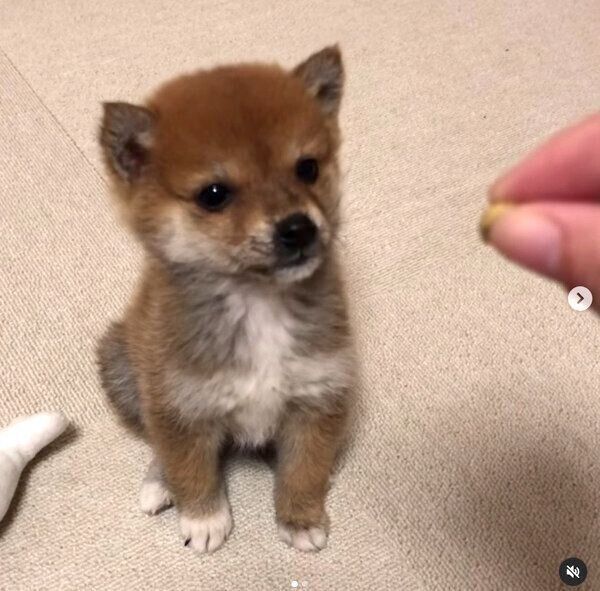 「マテ」の練習中にちょこちょこ動いてしまうコロちゃん