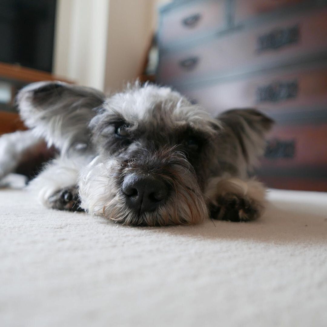 ミニチュア・シュナウザーのソルトちゃん