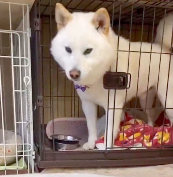 安全確認するQ太郎くん