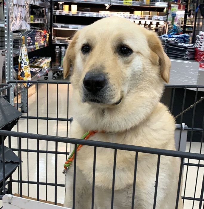 犬専用カートに乗るクーちゃん
