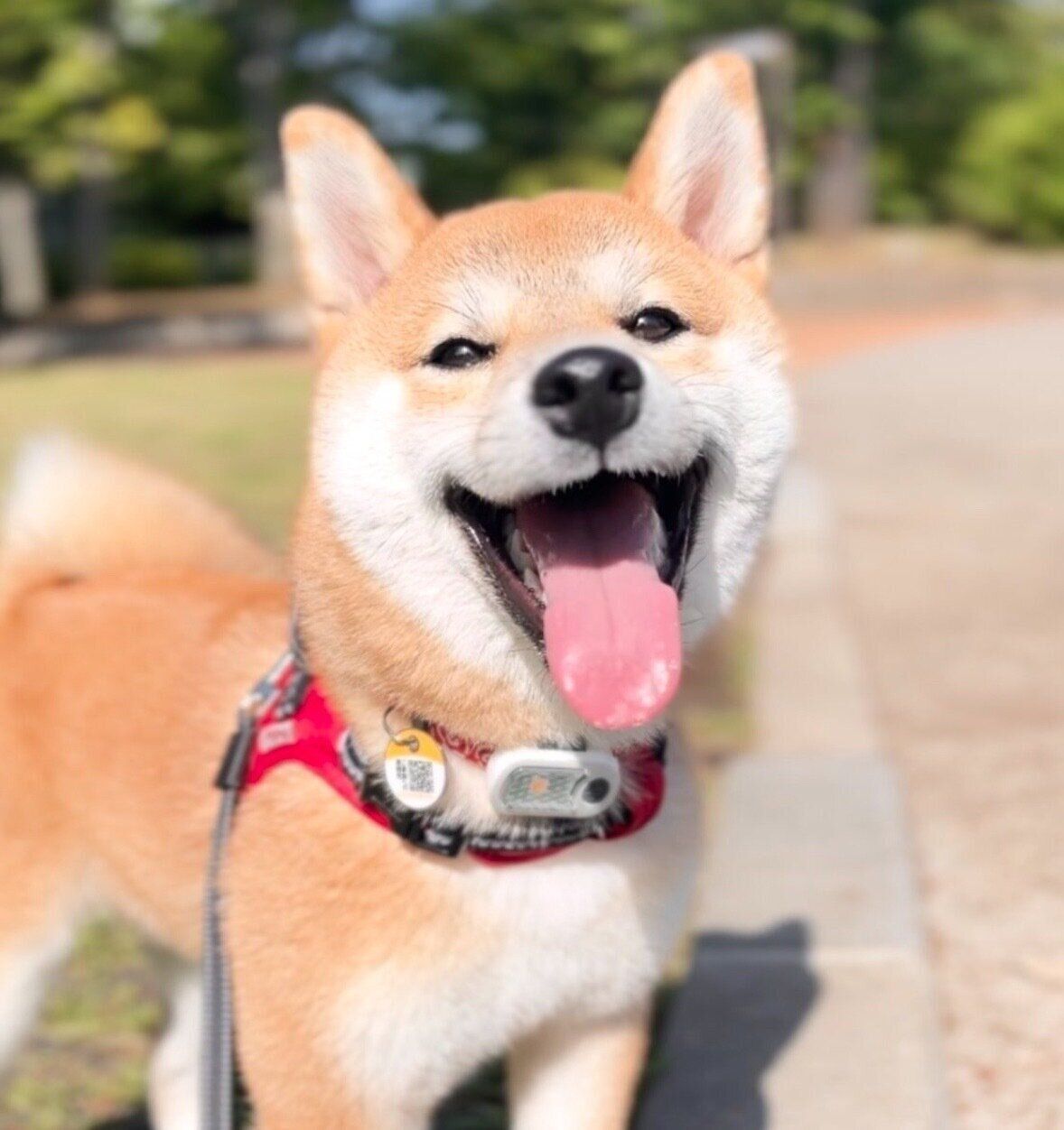 笑顔が可愛いつくねちゃん