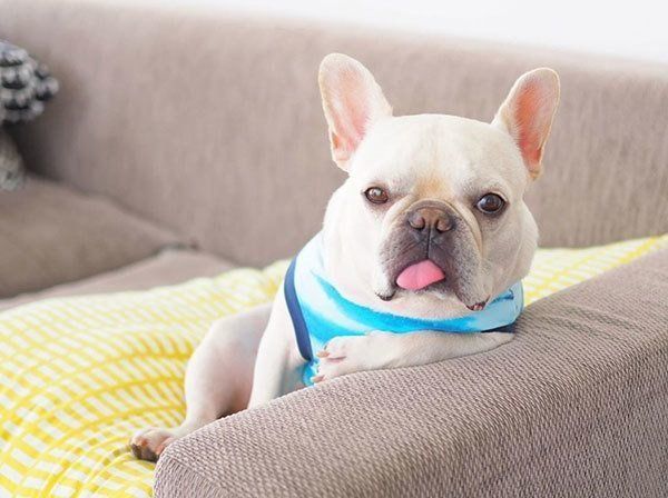 見つめるフレンチ・ブルドッグ