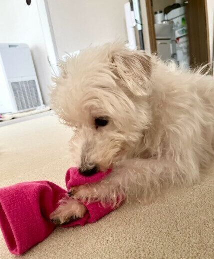 靴下で遊んでいる様子の犬