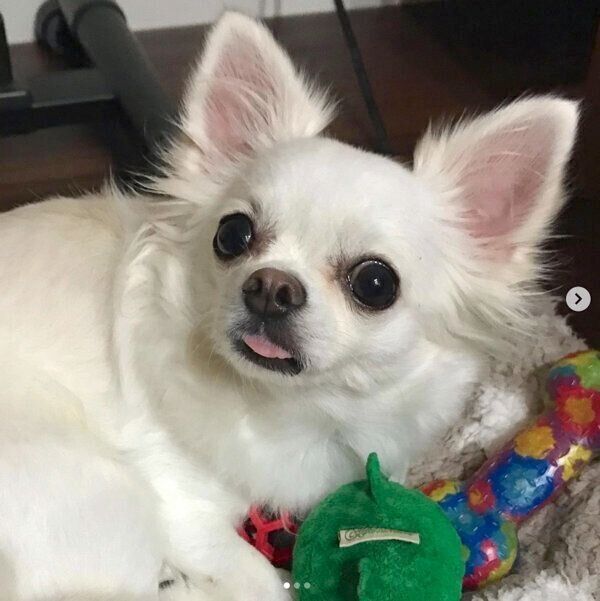 舌を出すつくねちゃん