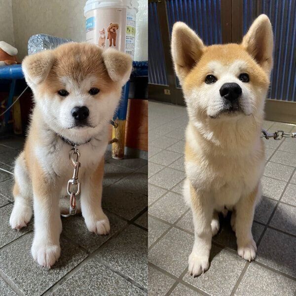 むう太くんの耳の変化の様子